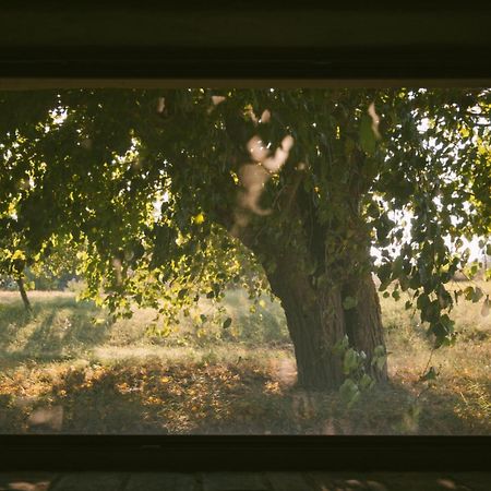 B&B Le Tamerici San Giorgio di Pesaro エクステリア 写真