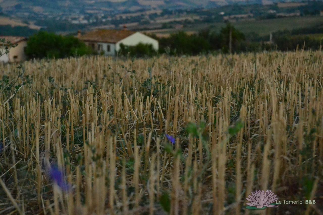 B&B Le Tamerici San Giorgio di Pesaro エクステリア 写真